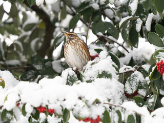 Redwing Eating Berries in a  Rowan Tree