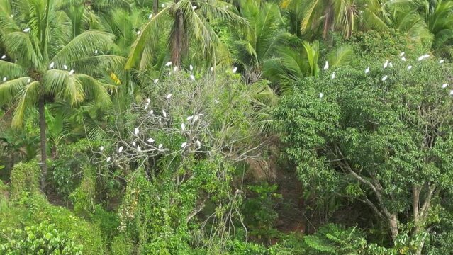 Aerial of white birds perched on tropical trees.