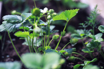 Young sprouts of seedlings in the vegetable garden. Greenery in a greenhouse. Fresh herbs in the spring on the beds.