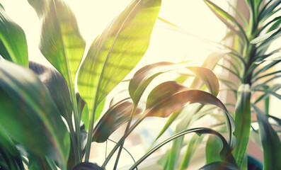 Houseplants leaves and flowers in pots by the window. transplanting plants.