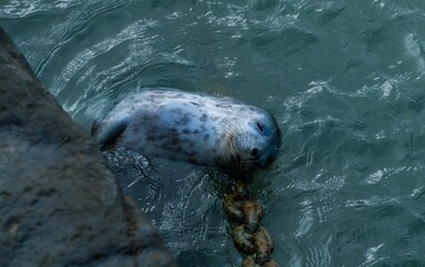 Atlantic grey seal in water