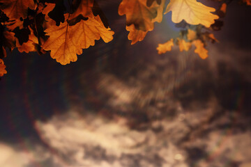 Beautiful Nature Autumn landscape. Scenery view on autumn city park with golden yellow foliage in Sunny day. Walking path in the city Park strewn with autumn fallen leaves.