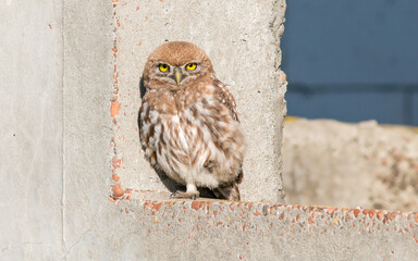horned owl