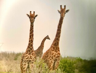 Group of beautiful giraffes looking at the camera under a gloomy sky in Serengeti, Tanzania