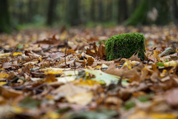 A small mossy tree stump in the forest.
