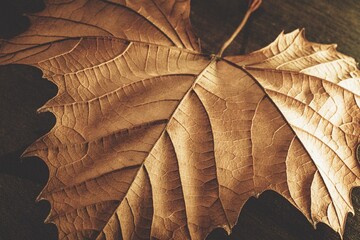 Closeup of a dry maple leaf. Autumn leaf detail.