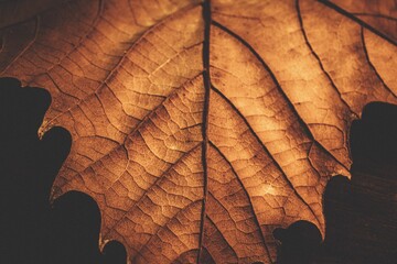 Closeup of a dry maple leaf. Autumn leaf detail.