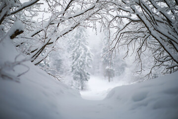 Winter snowy frosty landscape. The forest is covered with snow. Frost and fog in the park.