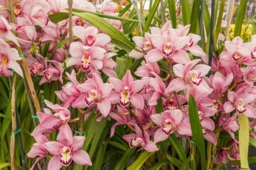 Closeup of beautiful pink Boat orchid flowers in the field