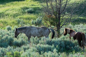 Side view of two wild horses at sunrise wandering at Teddy Roosevelt National Park