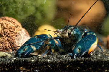 Blue moon crayfish in aquarium.