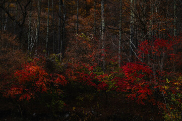 巣栗渓谷の紅葉