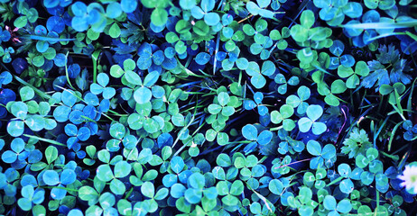 Cold green grass background. Four leaf clover symbol of St. Patrick's Day.