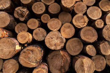 Lumber wood. Sawn cut trees, logs close up background texture. Firewood, deforestation, forest destruction