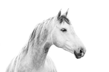 Beautiful white grey mare with a white background