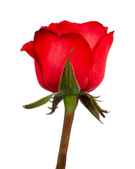 One beautiful bright red rose on a white background. a good present for beloved one.