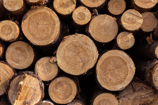 Lumber wood. Firewood, sawn cut trees, logs close up background texture. Timber harvesting. Deforestation, forest destruction