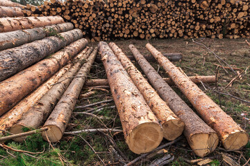 Deforestation, forest destruction. Chopped tree on ground in forest. Pile, stack of many sawn logs of pine trees close up
