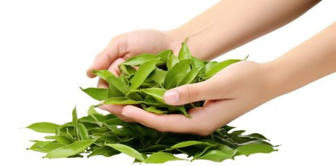 Hands holding tea leaves, cut out