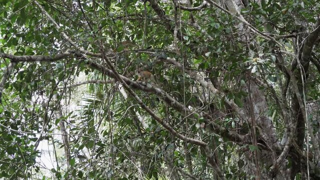 Cute little squirrel monkey jumping through the canopy of the tropical rainforest in the Cuyabeno wildlife reserve in the Amazon region of Ecuador.