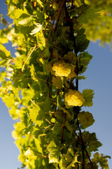 Grapevine with bunches of grapes against the sky