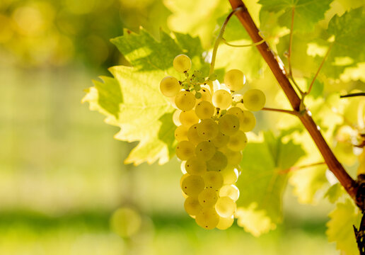 A bunch of white grapes in the sun, ripe grapes in the vineyard