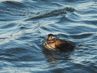 A female long-tailed duck swimming in the waters of the Barnegat Inlet, Ocean County, New Jersey.