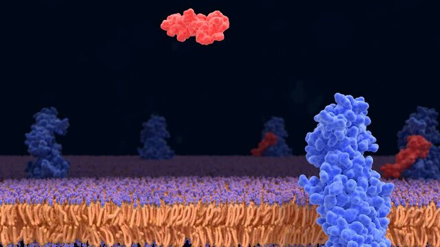 Semaglutide activating the GLP-1 receptor, leading  to an activated complex with G-proteins