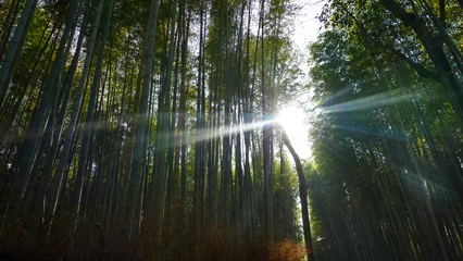 Fotobehang Bamboo grove in kyoto © piahie