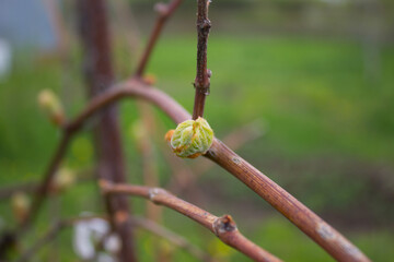 Leaves are blooming on grapes.