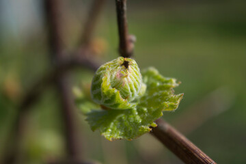Leaves are blooming on grapes.