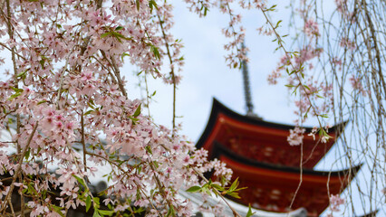 Miyajima with Cherry Blossoms