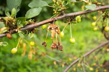 Dried leaves and fruits on a cherry tree.