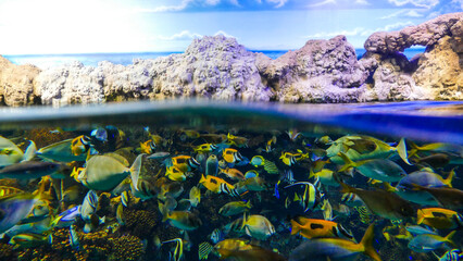 Naklejka premium Fish in Osaka Aquarium