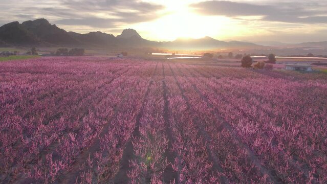 Aerial view of fields with blossoming peach trees, plum and nectarine trees fruit, mountain range in the background at sunset. View of fruit trees in blossom at springtime with pink flowers, Spain
