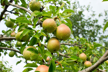 Ripe pear fruits on a tree.