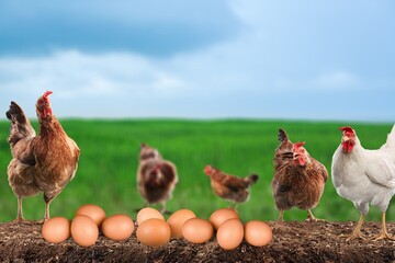 colorful fresh chicken eggs in the chicken farm