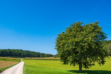 Obraz premium Hike at the foot of the Houbirg through a field and meadow landscape in Franconia/Germany