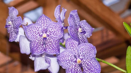 Rolgordijnen Closeup shot of purple orchid flower on a blurred background of a room © Wirestock