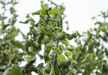 The leaves of fruit trees damaged by pests.