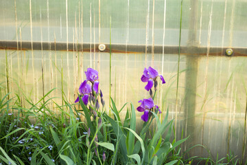 Irises bloom near the greenhouse.