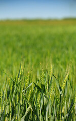 green wheat field - 677745635