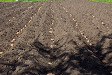 Planting potatoes in the garden.