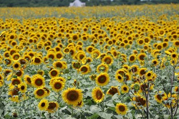 Beautiful view of a sunflower field.