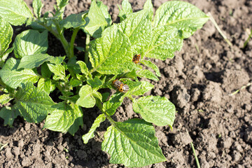 Colorado potato beetle.