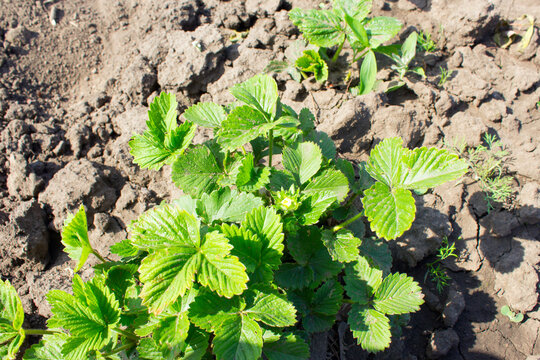 Strawberry bushes in the garden.