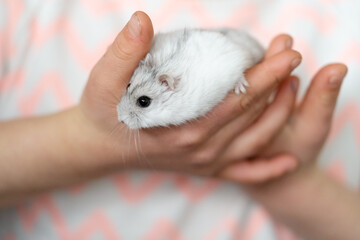 Hamster auf der Hand