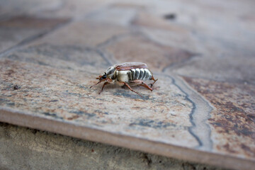 May bug.