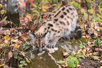 Naklejka na ściany i meble Cougar Kitten (Puma concolor) Sniffs at Top of Rock Autumn