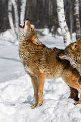 Naklejka premium Coyote (Canis latrans) Howling Second Sniffs Winter